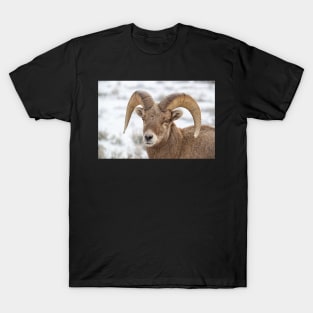 Big Horn Sheep T-Shirt